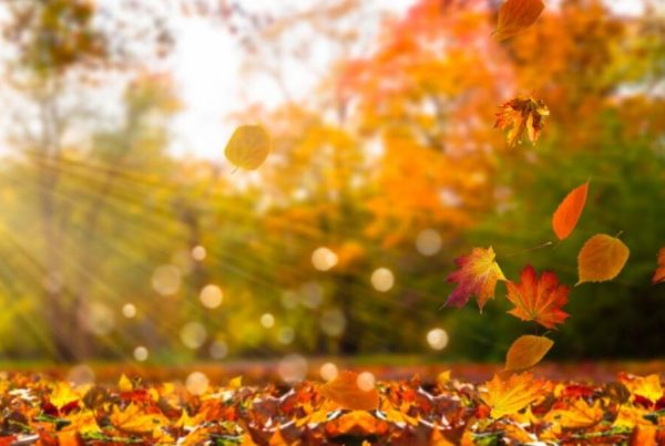 Executor Duties Deceased Estate